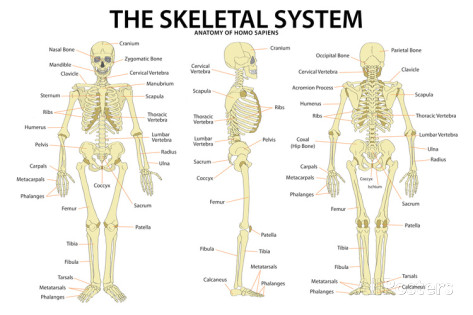 function of long bones in the body is to