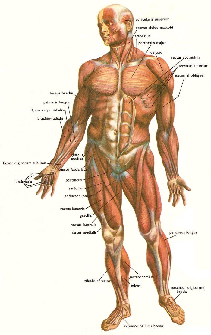 Major muscles involved in movement - HSC PDHPE