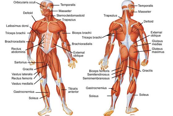 Major muscles involved in movement - HSC PDHPE